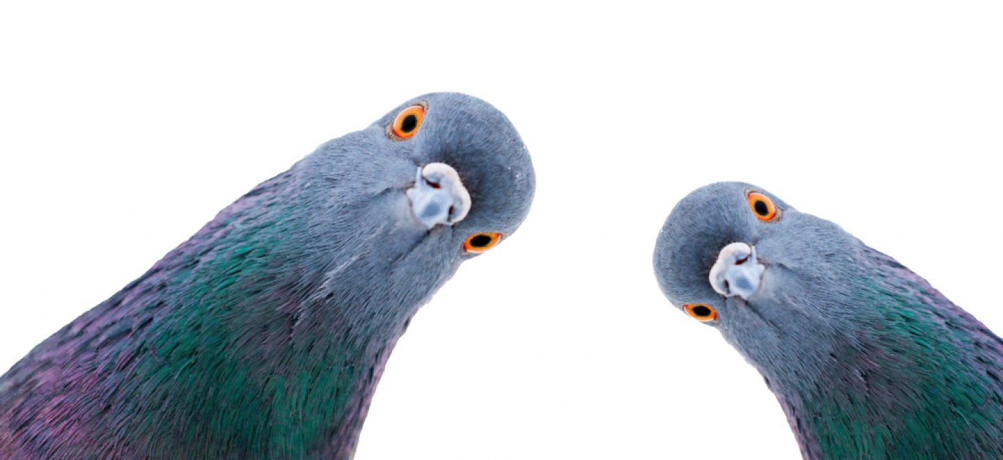 Se débarrasser des Pigeons Genas