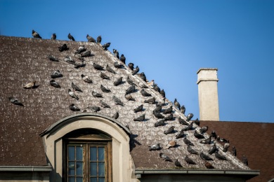 9u7tnj8qes5s Comment se Débarrasser des Pigeons